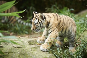 Close-up of a Siberian tiger (Panthera tigris altaica) cub in a forest, captive