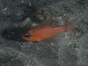 An orange-coloured mullet cardinalfish (Apogon imberbis) swims over lava sand at night. Dive site