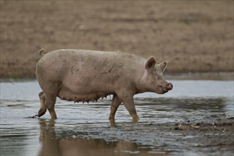 Pig (Sus scrofa domesticus) adult in a puddle of water on farm field, England, United Kingdom,