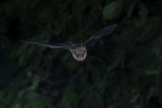 Brown long-eared bat (Plecotus auritus) in flight from its wintering grounds, Brandenburg, Germany,