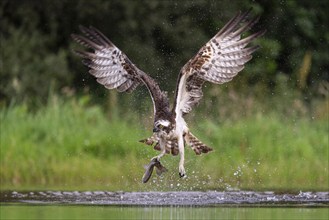 Western osprey (Pandion haliaetus) hunting, Aviemore, Scotland, Great Britain