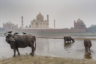 Water buffalo, Taj Mahal and river Yamuna. Agra, Uttar Pradesh, India, Asia