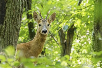 A european roe deer (Capreolus capreolus) in the forest looks attentively from between the trees,