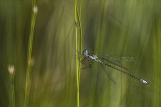 Blue-tailed damselfly (Ischnura elegans) on a stalk, Isojärvi National Park, Finland, Europe