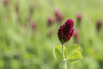 Incarnate clover (Trifolium incarnatum), Emsland, Lower Saxony, Germany, Europe