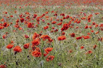 Poppy flower (Papaver rhoeas) in a grain field, Mecklenburg-Western Pomerania, Germany, Europe