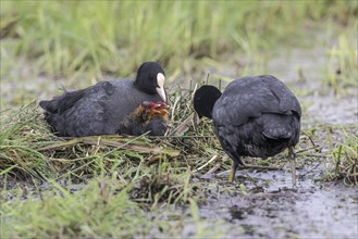 Common coots (Fulica atra) with chicks, Lower Saxony, Germany, Europe