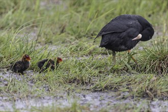 Common coot (Fulica atra) with chicks, Lower Saxony, Germany, Europe