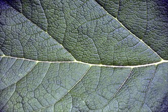 Mammoth leaf, Gunneratinctoria, Chile, South America