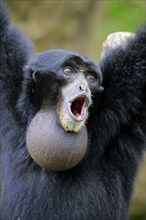 Siamang (Symphalangus syndactylus), adult calling Portrait, Southeast Asia