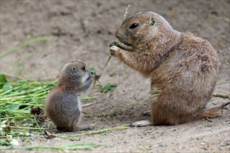 Black-tailed prairie dog (Cynomys ludovicianus), mother and young feeding, North America