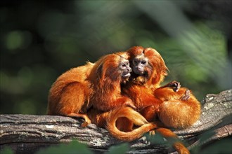 Golden lion tamarin (Leontopithecus rosalia), adults, on tree, South America