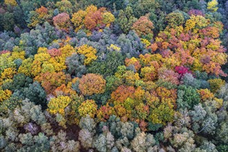 Mixed forest in autumn, colouring, aerial view, forest, autumnal, Ahlhroner Fischteiche,