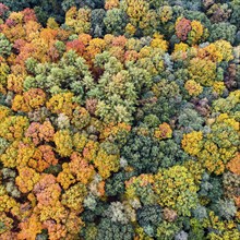 Mixed forest in autumn, colouring, aerial view, forest, autumnal, Ahlhroner Fischteiche,