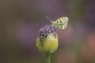 Orange tip (Anthocharis cardamines) butterfly resting on a garden Allium flower head in the