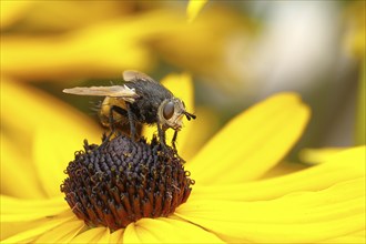 Hedgehog fly (Tachina fera), collecting nectar from a flower of the yellow coneflower (Echinacea