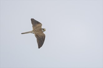 Common kestrel (Falco tinnunculus) adult bird in flight, Kent, England, United Kingdom, Europe