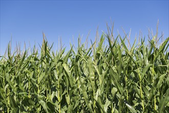 Symbolic image, renewable energies, maize plants, biogas plant, feed maize, detail, immature,