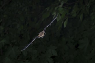 Common pipistrelle (Pipistrellus pipistrellus) hunting insects in front of deciduous forest,