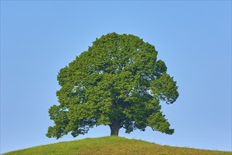 A single large lime tree (Tilia), standing in a meadow, under a clear blue sky, summer, Allgäu,