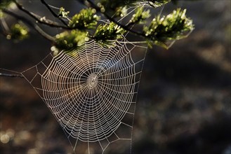 Spider web, wheel spider web, backlight, Knuthöjden, H‰llefors, Sweden, Europe