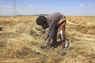 Amhara region, farmers harvesting teff, teff, tef, dwarf millet, Eragrostis tef, seeds are