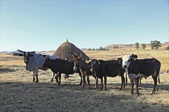 Europia district, cattle and donkeys at a farm, Ethiopia, Africa