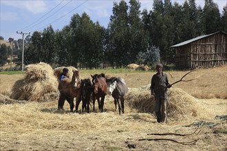 In the highlands of Abyssinia, in the Semien Mountains, Semien Mountains, field work, threshing