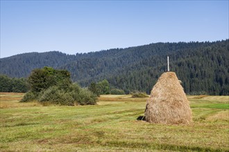 Traditional haystack Triste in the Rothenthurm high moor, Canton Schwyz, Switzerland, Europe