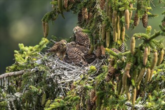 Common kestrel (Falco tinnunculus), female adult bird feeding young birds not yet ready to fly in