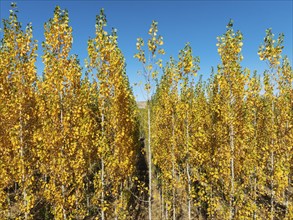 European Aspen (Populus tremula) in autumnal colours. Cultivated for timber. Drone shot. Granada