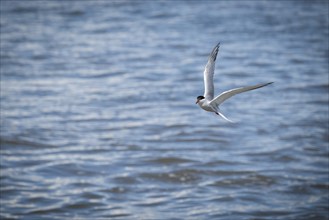 Arctic Arctic Tern (Sterna paradisea) in flight, Wadden Sea, North Frisia, Schleswig-Holstein,