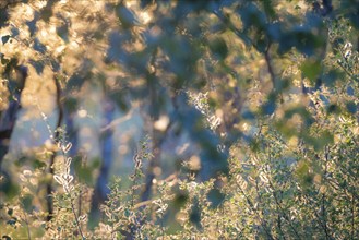 Sunlight in the late evening of a summer day reflects on green leaves and illuminates their edges