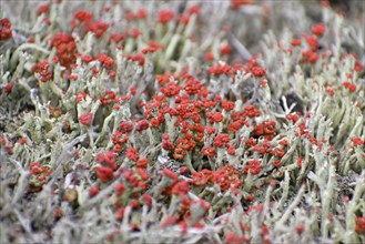 The rare and endangered common scarlet lichen (Cladonia pleurota) in the Pechschnait raised bog