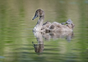 Mute swan (Cygnus olor) young bird swimming on a pond, one leg out of the water in resting