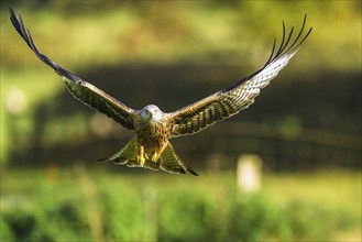 Red Kite, Milvus milvus, bird in flight