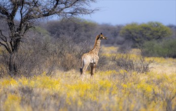 Cape giraffe (Giraffa giraffa giraffa), young animal, among yellow flowers, in the savannah, Khama