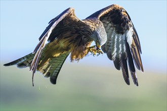 Red Kite, Milvus milvus, bird in flight