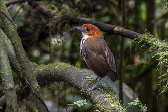 Chestnut crowned antpitta (Grallaria ruficapillas), Mindo Forest Reserve, Mindo, Ecuador, South