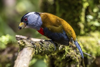 Toucan barbet (Semnornis ramphastinus), Mindo Forest Reserve, Mindo, Ecuador, South America