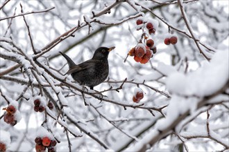 Blackbird. Russia