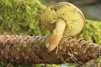 Chestnut boletus (Imleria badia) grows from spruce cones (Picea) Allgäu, Bavaria, Germany,