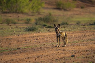 African Wild Dog, Painted Dog, Lycaon pictus, endangered wild animal looking into the camera. The