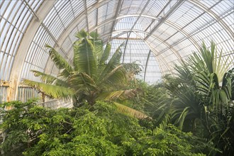 Lush tropical vegetation, Palm House, oldest Victorian greenhouse in the world, Royal Botanic