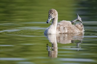 Mute swan (Cygnus olor) young bird swimming on a pond, one leg out of the water in resting