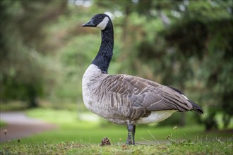 Canada goose (Branta canadensis) standing in a meadow against a blurred background, Royal Botanic