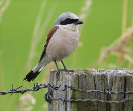 Red-backed shrike (Lanius collurio) standing on a willow pole, Lower Saxony, Germany, Europe