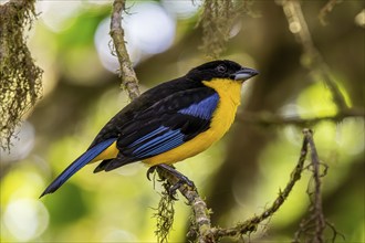 Blue-winged mountain tanager (Anisognathus somptuosus), Mindo Forest Reserve, Mindo, Ecuador, South