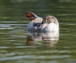 Mute swan (Cygnus olor) young bird swimming on a pond, one leg out of the water in resting