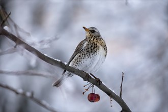 Fieldfare. Krasnodar. Russia